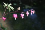 Dicentra Flower Essence ~ I open my heart For Discount