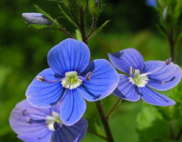 Speedwell Flower Essence ~ I trust my intuition For Cheap