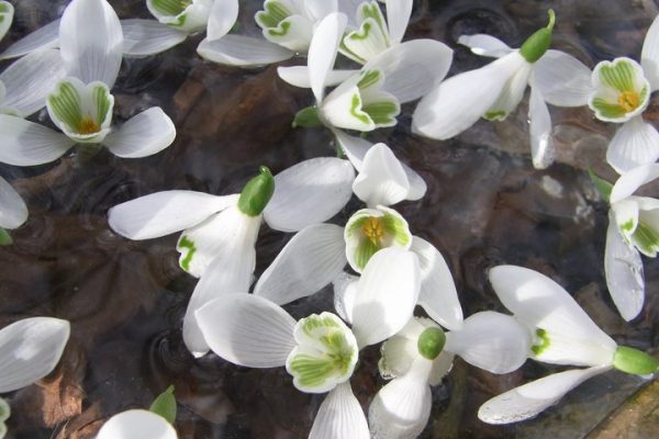 Snowdrop Flower Essence ~  defrosting Online Hot Sale