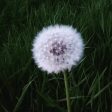 Dandelion Seed ~ allow release Online Sale