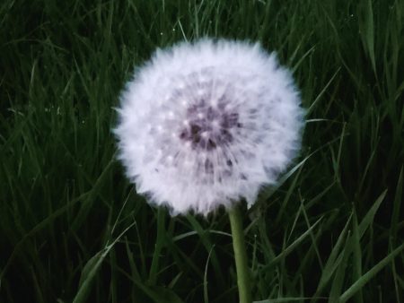 Dandelion Seed ~ allow release Online Sale