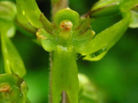 Twayblade Flower Essence ~ leap of faith For Discount