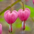 Dicentra Flower Essence ~ I open my heart For Discount