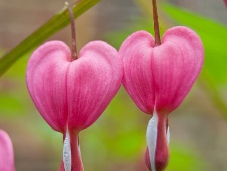 Dicentra Flower Essence ~ I open my heart For Discount