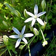 Star of Bethlehem Flower Essence ~ releasing shock For Discount