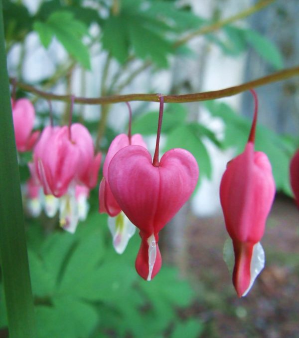 Dicentra Flower Essence ~ I open my heart For Discount