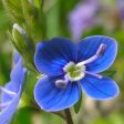 Speedwell Flower Essence ~ I trust my intuition For Cheap