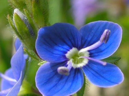 Speedwell Flower Essence ~ I trust my intuition For Cheap