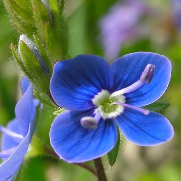 Speedwell Flower Essence ~ I trust my intuition For Cheap