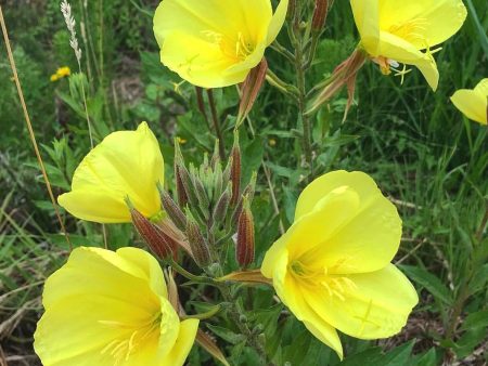 Evening Primrose Flower Essence ~ light in the dark on Sale