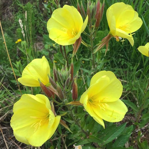 Evening Primrose Flower Essence ~ light in the dark on Sale