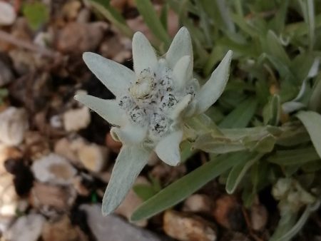 Edelweiss ~ I open to all that is Hot on Sale