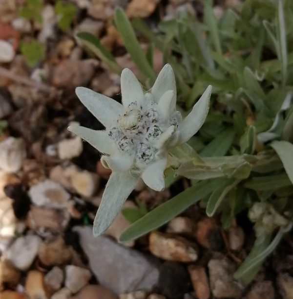 Edelweiss ~ I open to all that is Hot on Sale