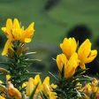 Gorse Flower Essence ~ bringing light Online Sale