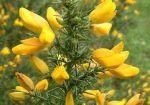 Gorse Flower Essence ~ bringing light Online Sale