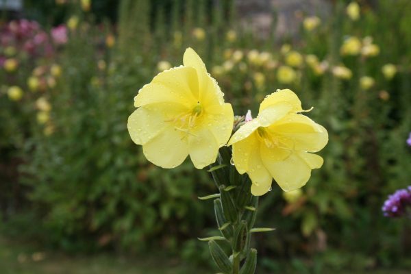 Evening Primrose Flower Essence ~ light in the dark on Sale