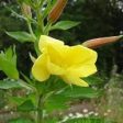 Evening Primrose Flower Essence ~ light in the dark on Sale