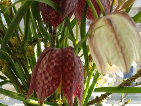 Fritillaria Flower Essence ~ playing the game For Sale