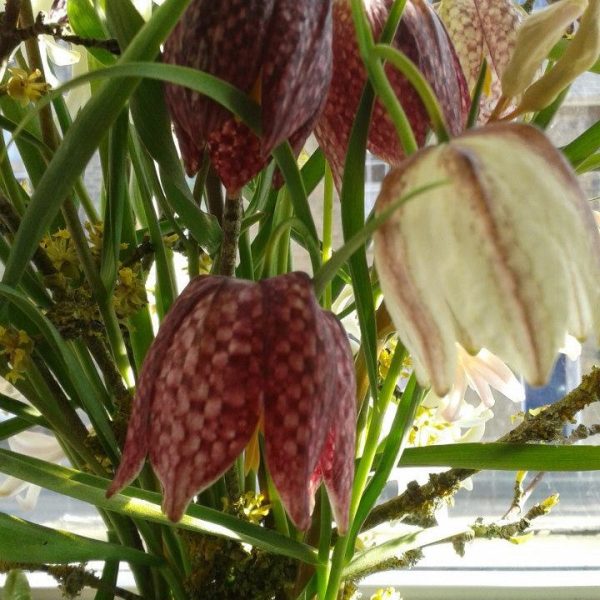 Fritillaria Flower Essence ~ playing the game For Sale